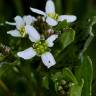 Fotografia 3 da espécie Cochlearia officinalis do Jardim Botânico UTAD