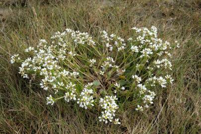 Fotografia da espécie Cochlearia officinalis