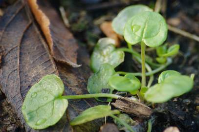Fotografia da espécie Cochlearia officinalis