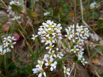 Fotografia da espécie Cochlearia officinalis