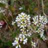 Fotografia 6 da espécie Cochlearia officinalis do Jardim Botânico UTAD