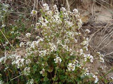 Fotografia da espécie Cochlearia officinalis