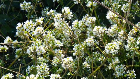 Fotografia da espécie Cochlearia officinalis