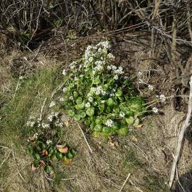 Fotografia da espécie Cochlearia officinalis