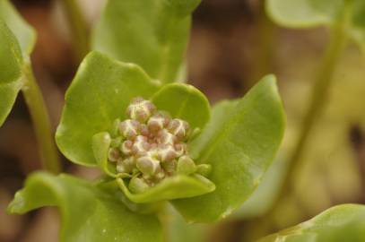 Fotografia da espécie Cochlearia officinalis