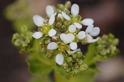 Fotografia da espécie Cochlearia officinalis