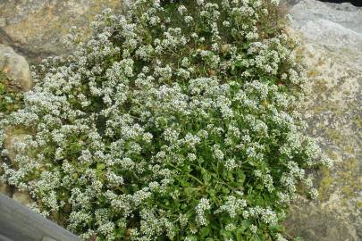 Fotografia da espécie Cochlearia officinalis
