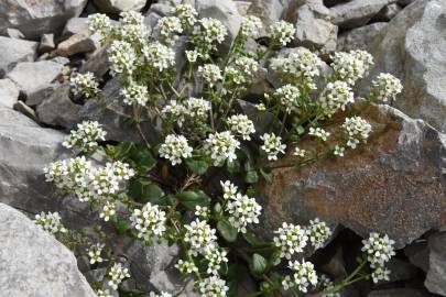 Fotografia da espécie Cochlearia officinalis