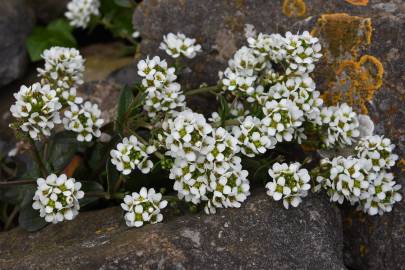 Fotografia da espécie Cochlearia officinalis