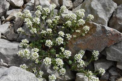 Fotografia da espécie Cochlearia officinalis
