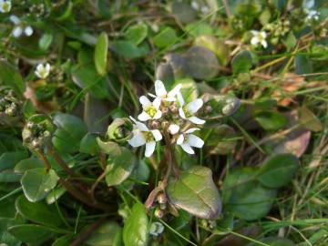 Fotografia da espécie Cochlearia officinalis
