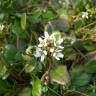 Fotografia 17 da espécie Cochlearia officinalis do Jardim Botânico UTAD