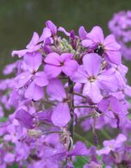 Hesperis matronalis