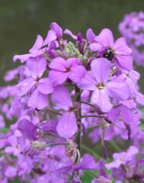 Fotografia 1 da espécie Hesperis matronalis no Jardim Botânico UTAD