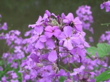 Fotografia da espécie Hesperis matronalis