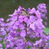 Fotografia 1 da espécie Hesperis matronalis do Jardim Botânico UTAD