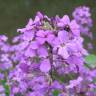 Fotografia 1 da espécie Hesperis matronalis do Jardim Botânico UTAD