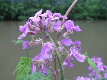 Fotografia da espécie Hesperis matronalis