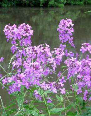 Fotografia 3 da espécie Hesperis matronalis no Jardim Botânico UTAD