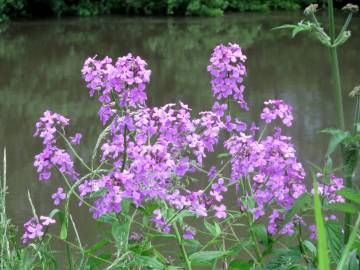 Fotografia da espécie Hesperis matronalis