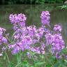 Fotografia 3 da espécie Hesperis matronalis do Jardim Botânico UTAD