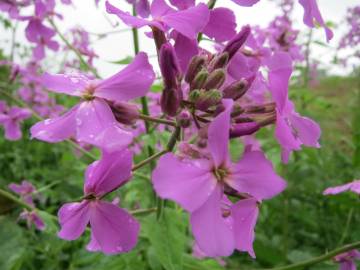 Fotografia da espécie Hesperis matronalis