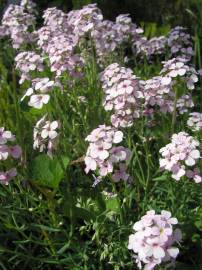 Fotografia da espécie Hesperis matronalis