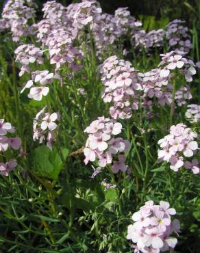 Fotografia 5 da espécie Hesperis matronalis no Jardim Botânico UTAD