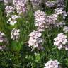 Fotografia 5 da espécie Hesperis matronalis do Jardim Botânico UTAD