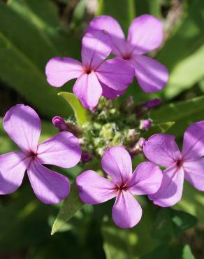 Fotografia 6 da espécie Hesperis matronalis no Jardim Botânico UTAD