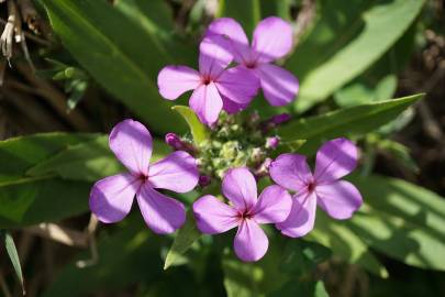 Fotografia da espécie Hesperis matronalis