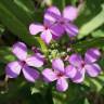 Fotografia 6 da espécie Hesperis matronalis do Jardim Botânico UTAD