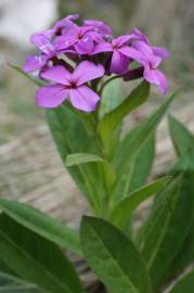 Fotografia da espécie Hesperis matronalis