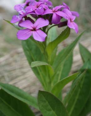 Fotografia 7 da espécie Hesperis matronalis no Jardim Botânico UTAD