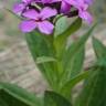 Fotografia 7 da espécie Hesperis matronalis do Jardim Botânico UTAD