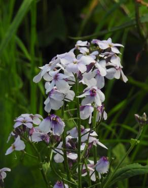 Fotografia 8 da espécie Hesperis matronalis no Jardim Botânico UTAD