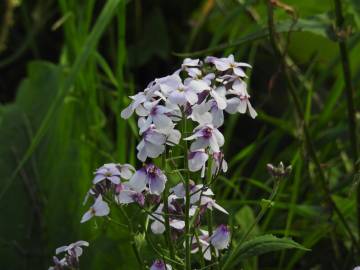 Fotografia da espécie Hesperis matronalis