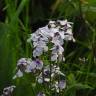 Fotografia 8 da espécie Hesperis matronalis do Jardim Botânico UTAD