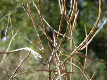 Fotografia da espécie Hesperis matronalis