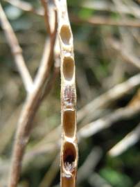 Fotografia da espécie Hesperis matronalis