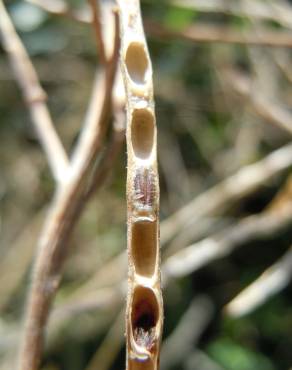 Fotografia 12 da espécie Hesperis matronalis no Jardim Botânico UTAD