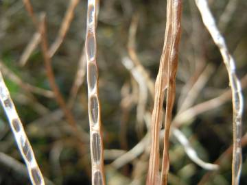 Fotografia da espécie Hesperis matronalis