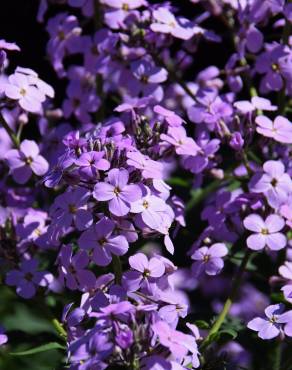 Fotografia 14 da espécie Hesperis matronalis no Jardim Botânico UTAD