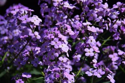 Fotografia da espécie Hesperis matronalis