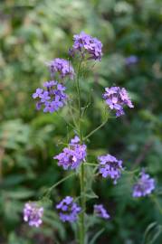 Fotografia da espécie Hesperis matronalis