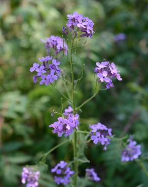 Fotografia 15 da espécie Hesperis matronalis no Jardim Botânico UTAD