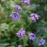 Fotografia 15 da espécie Hesperis matronalis do Jardim Botânico UTAD