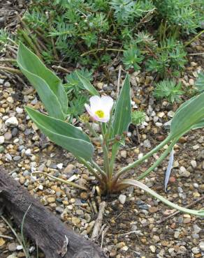 Fotografia 3 da espécie Ranunculus calandrinioides no Jardim Botânico UTAD