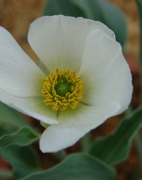 Fotografia 4 da espécie Ranunculus calandrinioides no Jardim Botânico UTAD