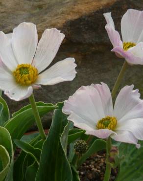 Fotografia 5 da espécie Ranunculus calandrinioides no Jardim Botânico UTAD